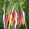 Carrots Heirloom Mix